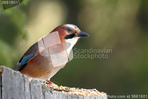 Image of eurasian jay standing on stump