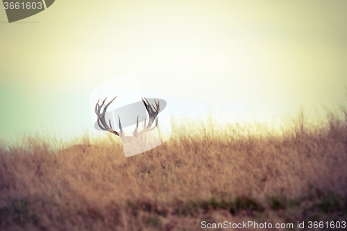 Image of red deer buck hiding