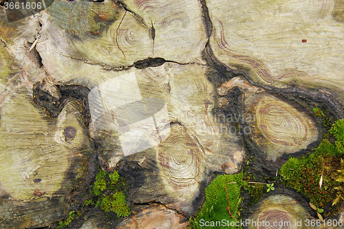 Image of interesting texture on cut tree