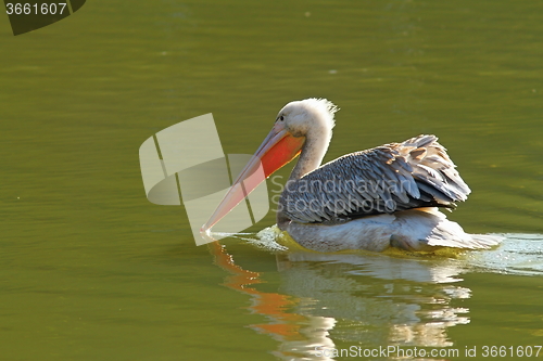 Image of beautiful pelican on water