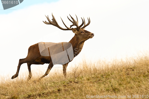 Image of red deer stag running
