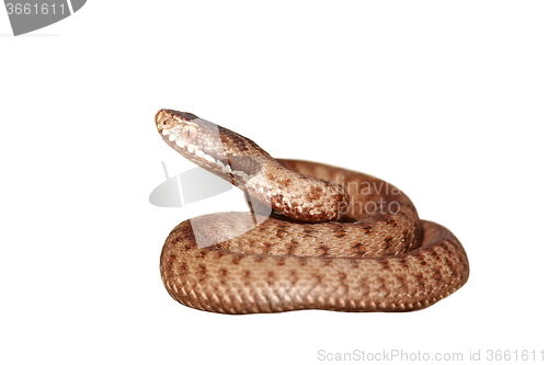 Image of isolated venomous snake full length