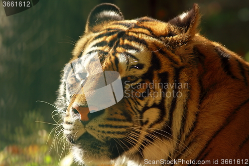 Image of beautiful tiger head