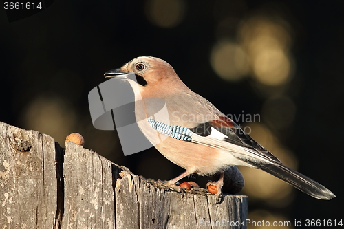 Image of closeup of eurasian jay