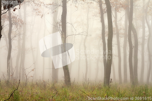 Image of mist through the trees