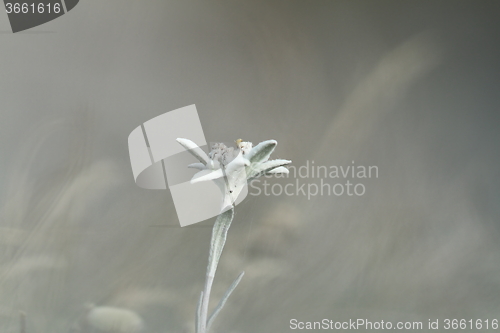Image of edelweiss wildflower over out of focus background