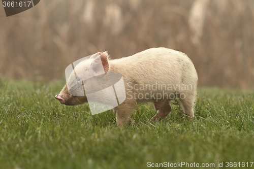Image of small pig on lawn