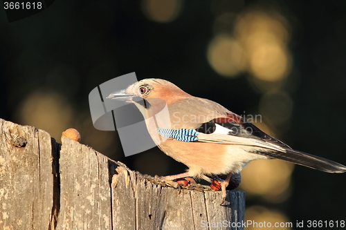 Image of european jay at feeder