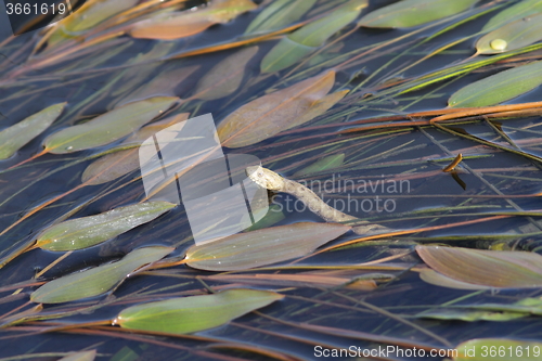 Image of dice snake in water