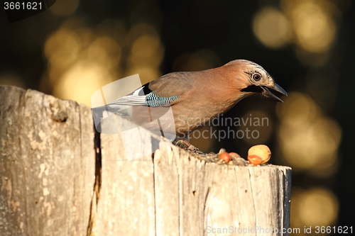 Image of eurasian jay searching food on birdfeeder