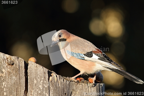 Image of eurasian jay at bird feeder