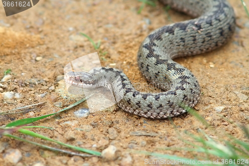 Image of vipera berus coming towards the camera