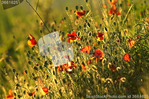 Image of field of wild red poppies