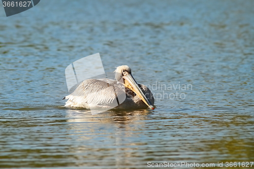 Image of pelican on blue water