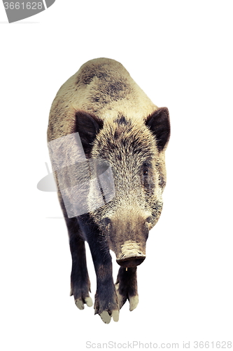 Image of isolated wild boar full length