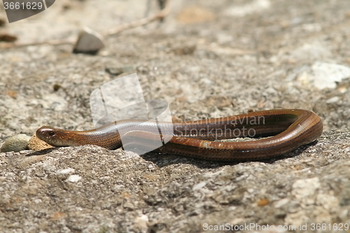 Image of slow worm on a rock