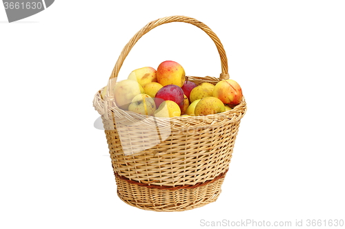 Image of trellis basket full of bio apples