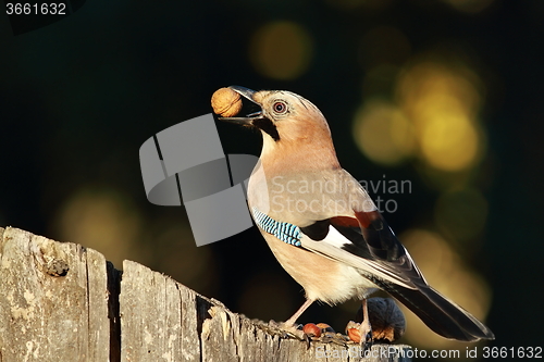 Image of jay eating nut