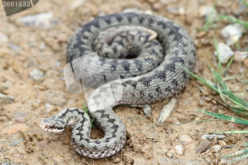 Image of common european adder on the ground