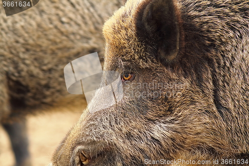 Image of close up of wild boar head
