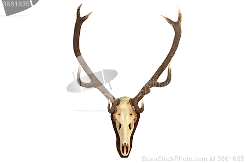 Image of Cervus elaphus isolated trophy