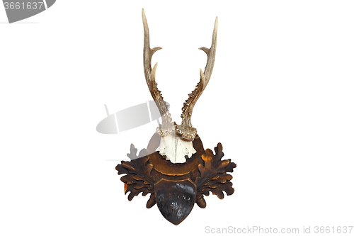 Image of roebuck hunting trophy