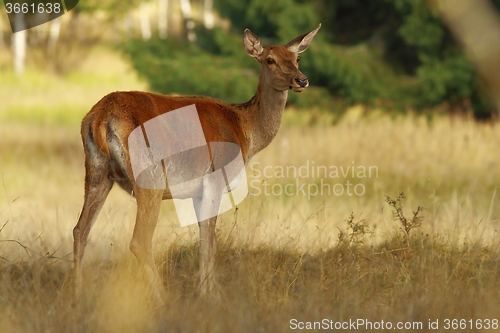 Image of red deer doe looking at the camera  in a clearing