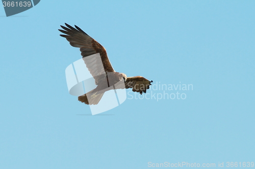 Image of western marsh harrier in flight