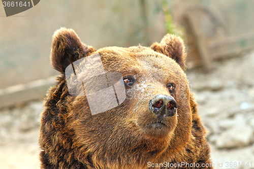 Image of european brown bear portrait