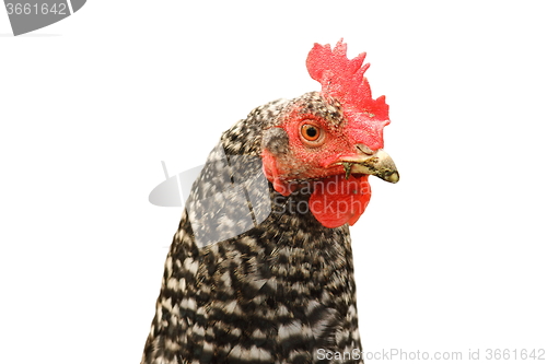 Image of isolated mottled hen portrait