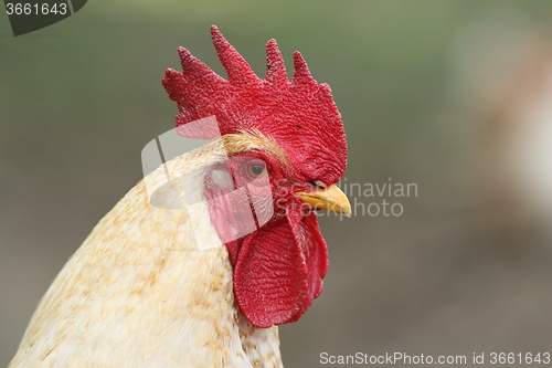 Image of portrait of white rooster