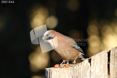 Image of european jay on a stump