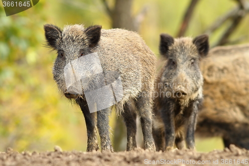 Image of family of wild hogs