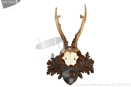 Image of beautiful roebuck hunting trophy