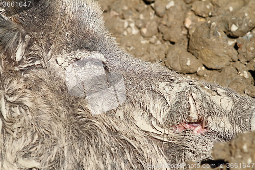 Image of camouflage of wild boar fur in mud