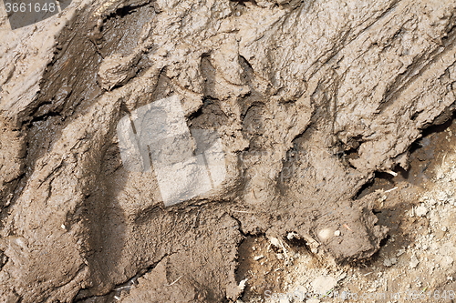 Image of brown bear footprint