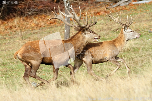 Image of two red deer stags running