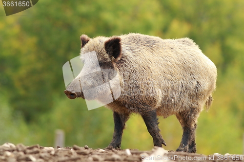 Image of big wild boar in a glade