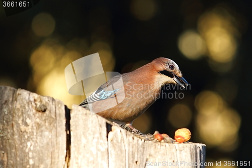 Image of garden bird foraging for nuts