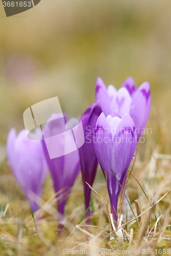 Image of wild crocuses in spring