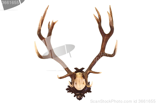 Image of red deer buck isolated trophy