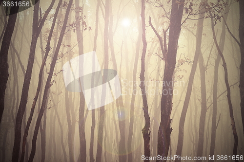 Image of magic misty forest view