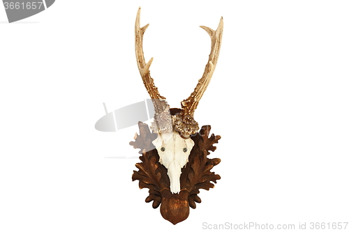 Image of isolated capreolus hunting trophy