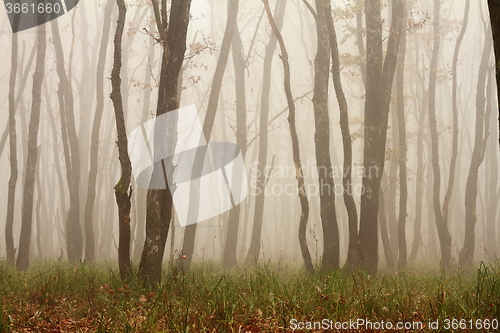 Image of misty morning in the woods