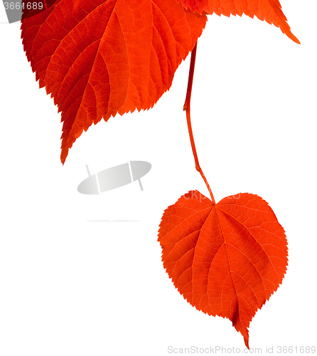 Image of Red tilia leafs on white background