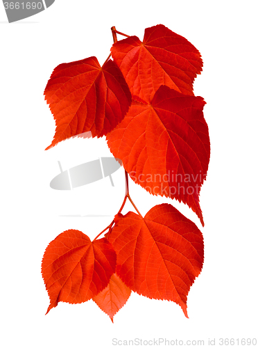 Image of Red tilia leafs