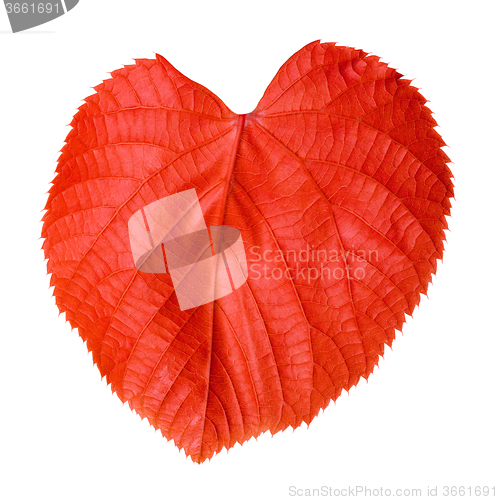 Image of Red linden-tree leaf