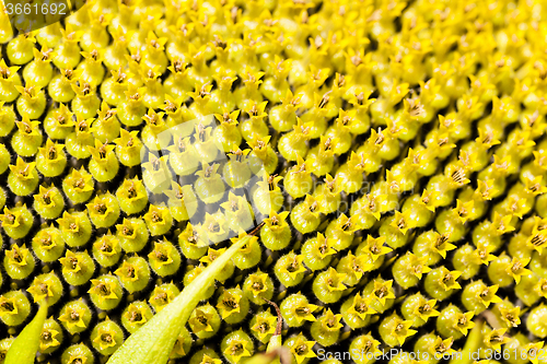 Image of sunflower seeds.  corolla