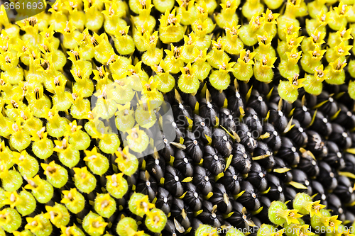 Image of sunflower seeds.  corolla