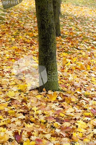 Image of fallen leaves.   Park.